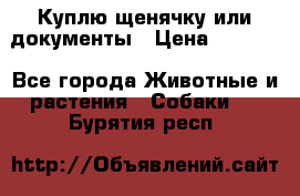 Куплю щенячку или документы › Цена ­ 3 000 - Все города Животные и растения » Собаки   . Бурятия респ.